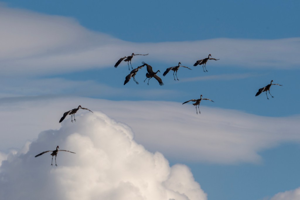 iN PHOTOS: Sandhill cranes land in Kamloops on blustery day | iNFOnews.ca iN PHOTOS: Sandhill cranes land in Kamloops on blustery day | iNFOnews.ca