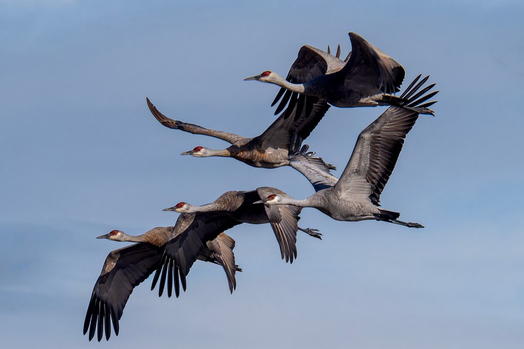 iN PHOTOS: Sandhill cranes land in Kamloops on blustery day | iNFOnews.ca iN PHOTOS: Sandhill cranes land in Kamloops on blustery day | iNFOnews.ca