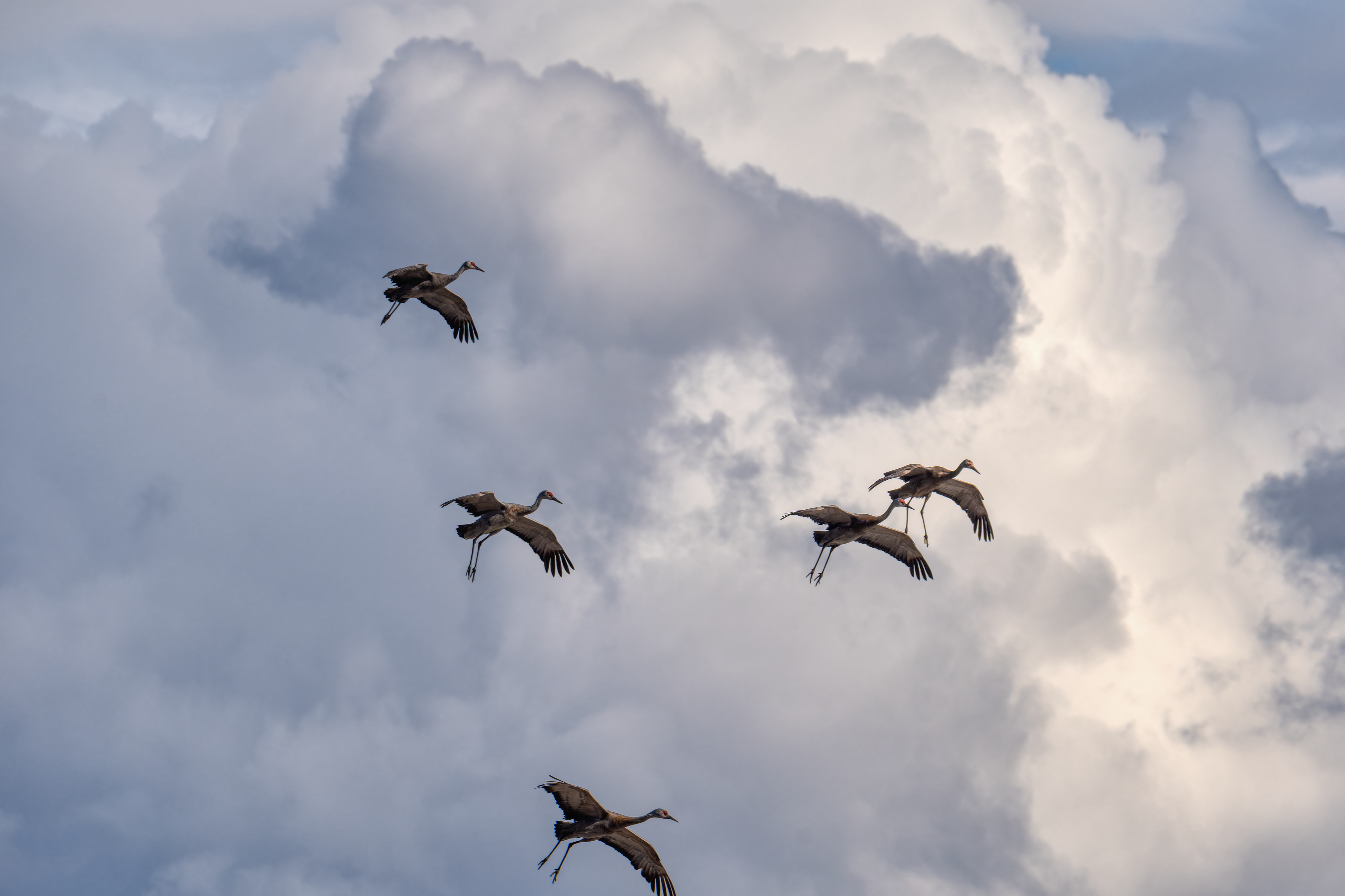 iN PHOTOS: Sandhill cranes land in Kamloops on blustery day | iNFOnews.ca Five sandhill cranes are in the air against a backdrop of fluffy clouds with wings spread and legs dangling down.