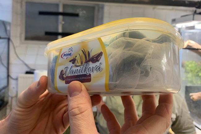 Austria stops man trying to smuggle in 74 chameleons | iNFOnews.ca