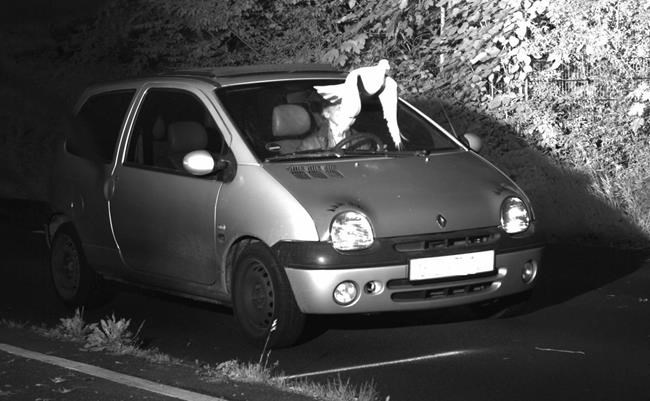 German police: "Guardian angel" pigeon protected speeder | iNFOnews.ca