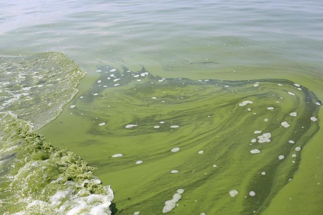 Researchers predict smaller harmful algae bloom on Lake Erie | iNFOnews.ca Researchers predict smaller harmful algae bloom on Lake Erie | iNFOnews.ca