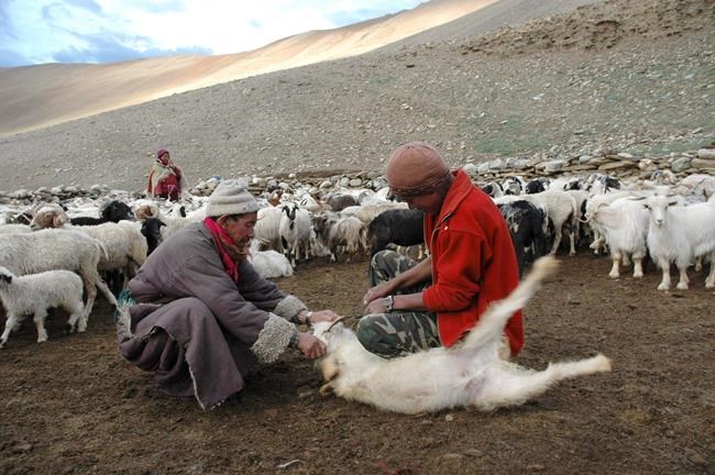 India-China Himalayan standoff deadly for cashmere herds | iNFOnews.ca