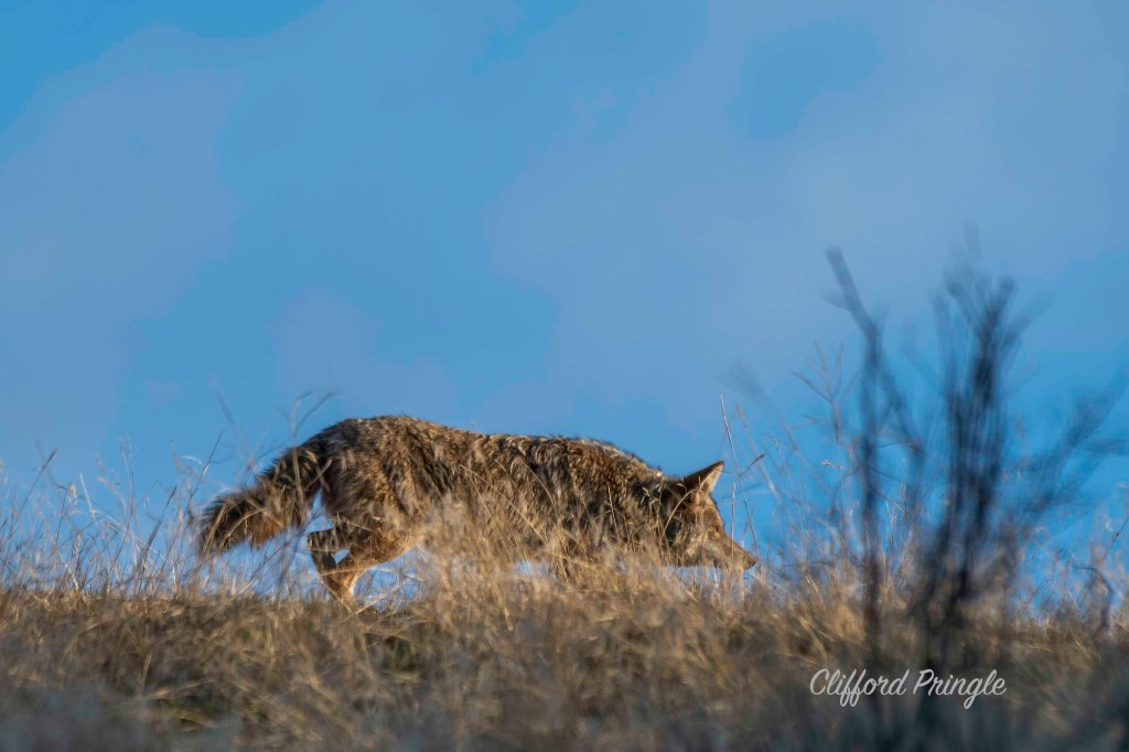 iN PHOTOS: Hungry predators on the hunt in Okanagan, Kamloops | iNFOnews.ca iN PHOTOS: Hungry predators on the hunt in Okanagan, Kamloops | iNFOnews.ca