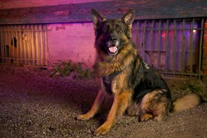 Quanto remembered: RCMP mark anniversary of Edmonton police dog's death | iNFOnews.ca CP30197070