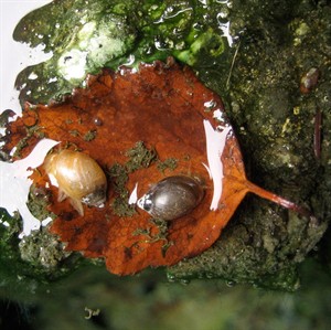 Thermal bather accused of threatening endangered snail in Banff National Park | iNFOnews.ca CP31075511