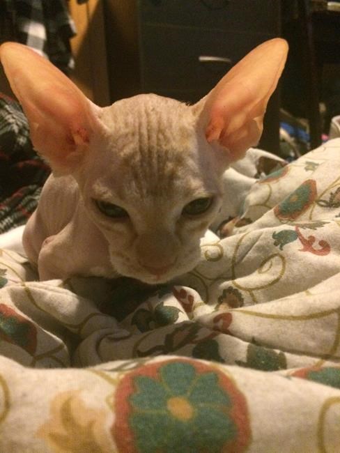 Not what you sphynx: Women bought pricey, hairless felines that grew fur | iNFOnews.ca Not what you sphynx: Women bought pricey, hairless felines that grew fur | iNFOnews.ca