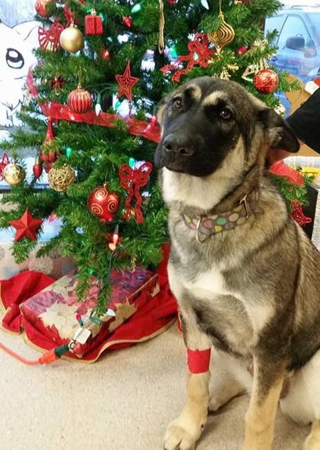 Puppy thrown into air, allowed to hit cement doing well in Manitoba | iNFOnews.ca