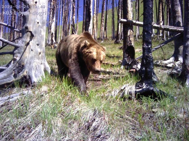Scientists propose vast network of wildlife cameras to track animal movement | iNFOnews.ca Scientists propose vast network of wildlife cameras to track animal movement | iNFOnews.ca