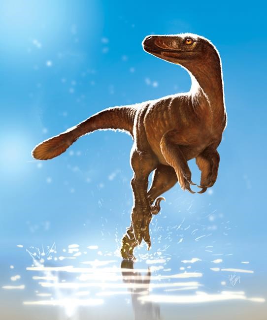 Hips don't lie: unearthed dinosaur pelvic bones shake up family tree | iNFOnews.ca