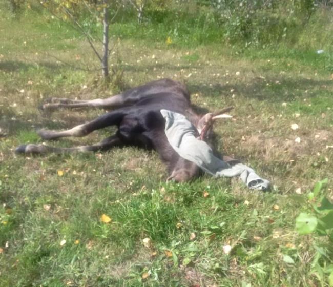 Moose calf tranquilized outside Winnipeg stadium right before CFL game kickoff | iNFOnews.ca