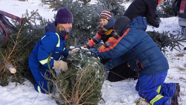Christmas trees offered to get rid of invasive spruce trees in 2 provinces | iNFOnews.ca
