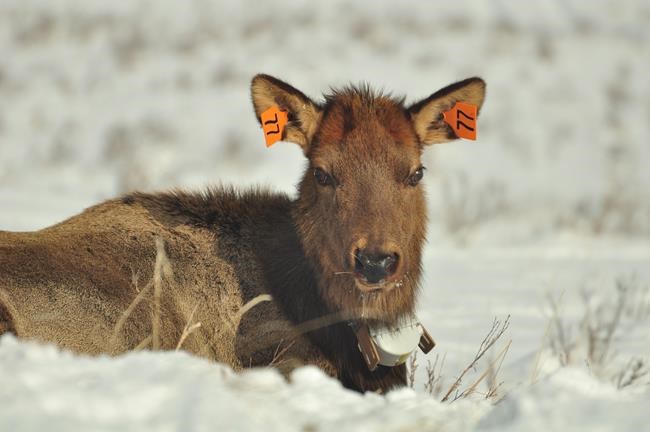 People across the globe get in the way of animal movements: study | iNFOnews.ca
