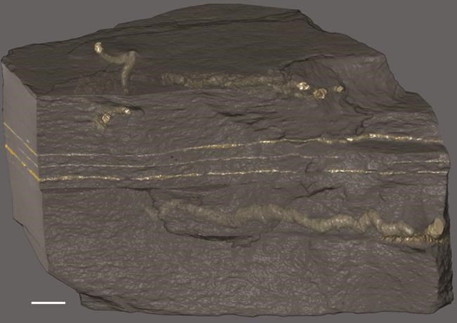 'Squiggles in the sediment:' Complex life may have evolved earlier than thought | iNFOnews.ca 'Squiggles in the sediment:' Complex life may have evolved earlier than thought | iNFOnews.ca