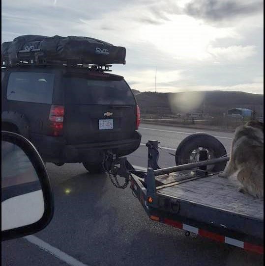 Calgary-area man charged after social media photo of dog tied to flatbed truck | iNFOnews.ca Calgary-area man charged after social media photo of dog tied to flatbed truck | iNFOnews.ca