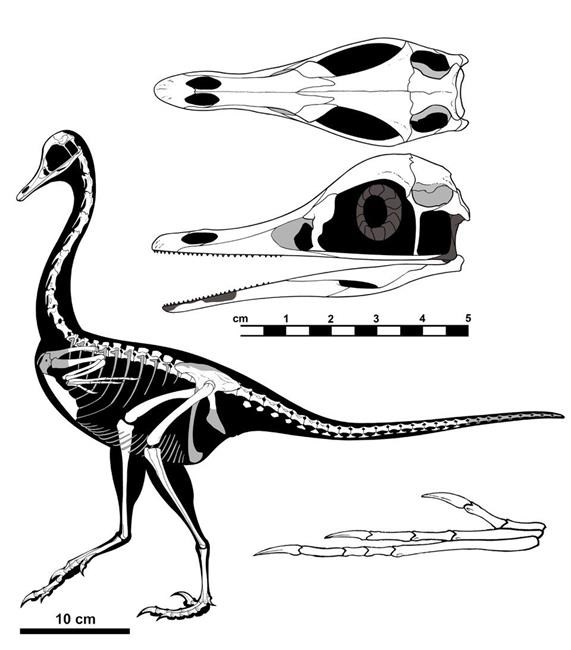 'Kind of a bizarre one:' New dinosaur part penguin, part duck, part swan | iNFOnews.ca