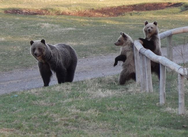 Like mother, like cub: researchers say grizzlies learn bad behaviour from moms | iNFOnews.ca