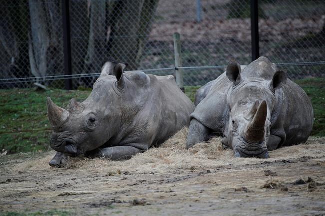 Attack on rhinoceros in Paris puts zoo security in spotlight | iNFOnews.ca