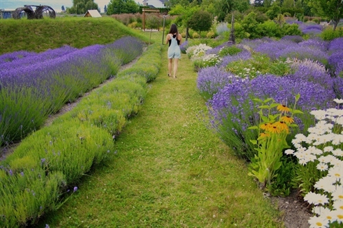 20th Anniversary Local Garden Wander | iNFOnews.ca 20th Anniversary Local Garden Wander