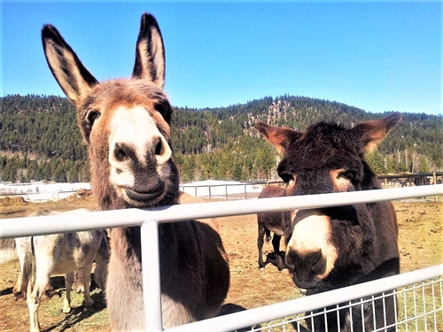 Donkey Day 2019 | iNFOnews.ca Donkey Day 2019