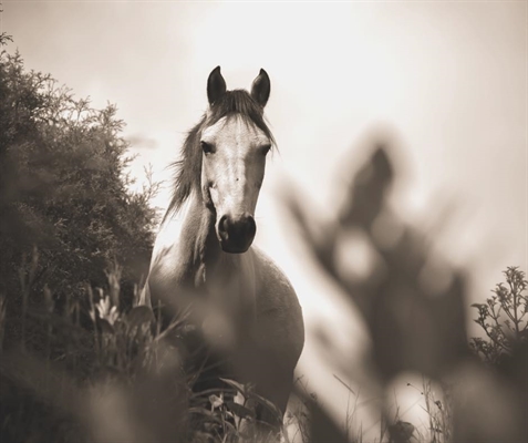 Building your Spiritual Toolbox: Healing with Horses | iNFOnews.ca Building your Spiritual Toolbox: Healing with Horses
