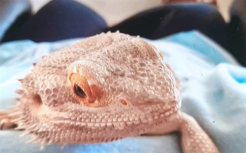 Animal Reiki & Certification