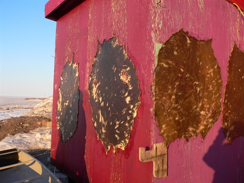 The Meaning of Walls: Learning within Walls in an Arctic Hamlet | iNFOnews.ca The Meaning of Walls: Learning within Walls in an Arctic Hamlet