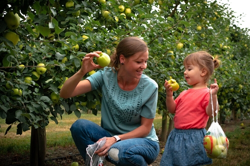 Apple U-Picking at Davison Orchards