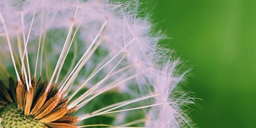Weed Control | iNFOnews.ca Weed Control