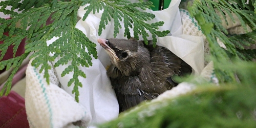Virtual Explorer Day – Wild Bird Rehabilitation Centre (Virtual Visit)