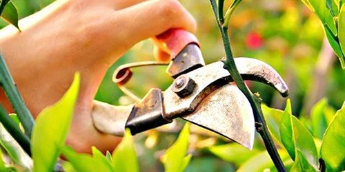 Pruning In Summer