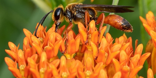 Native Predatory Wasps: Their Role as Pollinators and Beneficial Insects | iNFOnews.ca Native Predatory Wasps: Their Role as Pollinators and Beneficial Insects