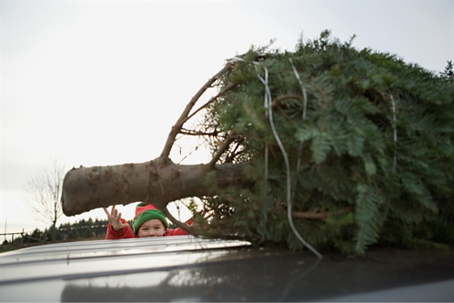 Christmas Tree Chipping Program (Dec 26th - Jan. 1) | iNFOnews.ca Christmas Tree Chipping Program (Dec 26th – Jan. 1)