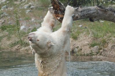 BC Wildlife Park Playground Fundraiser