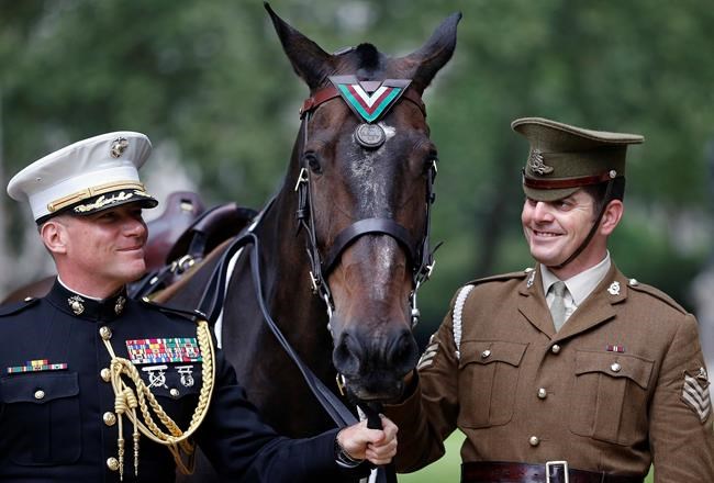 US Marine Corps horse honoured for Korean War valour | iNFOnews.ca US Marine Corps horse honoured for Korean War valour | iNFOnews.ca