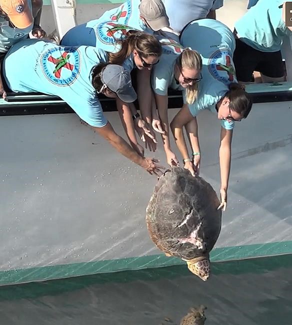 Tough sea turtle returned to ocean off Florida Keys | iNFOnews.ca