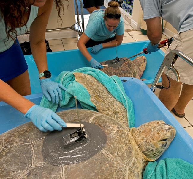 2 rehabilitated sea turtles to join Tour de Turtles | iNFOnews.ca 2 rehabilitated sea turtles to join Tour de Turtles | iNFOnews.ca
