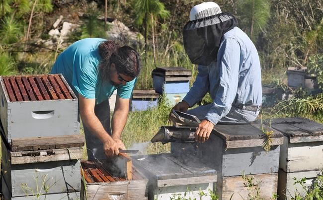 Hurricane Michael could sour Florida's tupelo honey harvest | iNFOnews.ca