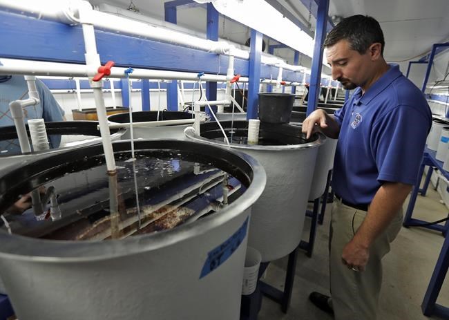 Love Disney's 'Dory' fish? Soon, you could get your own | iNFOnews.ca