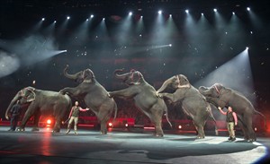 Ringling Bros. says its circuses will be elephant-free by 2018; animal rights activists cheer | iNFOnews.ca CP32171269
