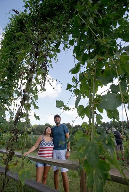 Some Florida farmers eyeing hops as next niche crop | iNFOnews.ca
