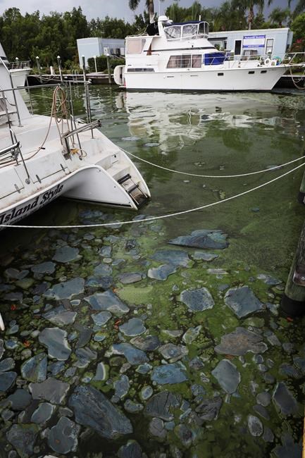 Army corps resumes flushing water from Lake Okeechobee | iNFOnews.ca Army corps resumes flushing water from Lake Okeechobee | iNFOnews.ca