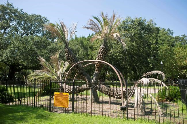 4-headed palm tree 'has had a wonderful life,' official says | iNFOnews.ca