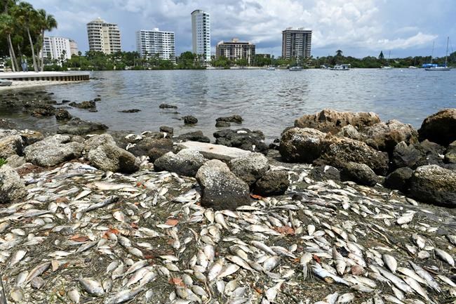 Experts: Hurricane Michael failed to end Florida's red tide | iNFOnews.ca