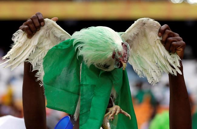 No live chickens at the World Cup for Nigeria fans | iNFOnews.ca No live chickens at the World Cup for Nigeria fans | iNFOnews.ca