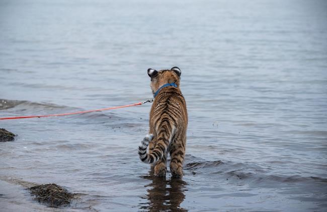 Rejected tiger cub being cared for at German couple's home | iNFOnews.ca