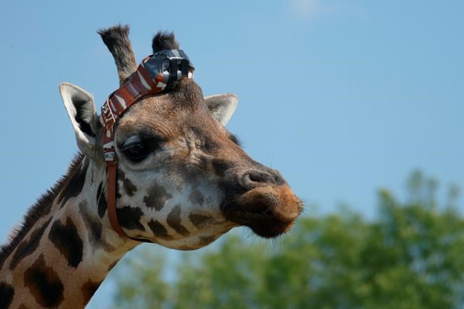 Scientists aim to understand habits of a German giraffe | iNFOnews.ca