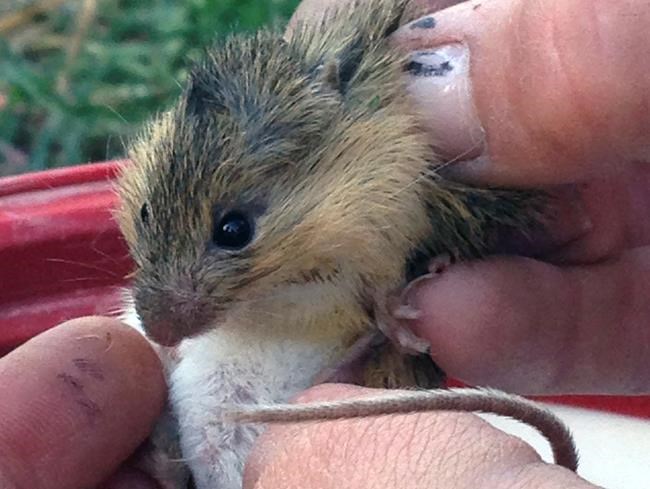 Rare New Mexico meadow jumping mouse populations discovered | iNFOnews.ca Rare New Mexico meadow jumping mouse populations discovered | iNFOnews.ca