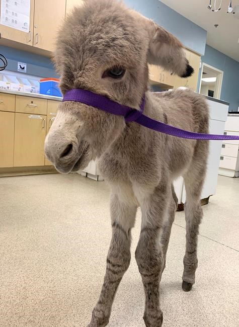 Injured baby burro rescued in Southern California | iNFOnews.ca