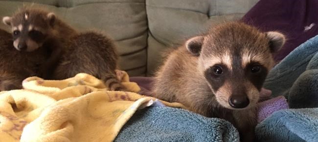Raccoons recover at California zoo after cross-country ride | iNFOnews.ca Raccoons recover at California zoo after cross-country ride | iNFOnews.ca
